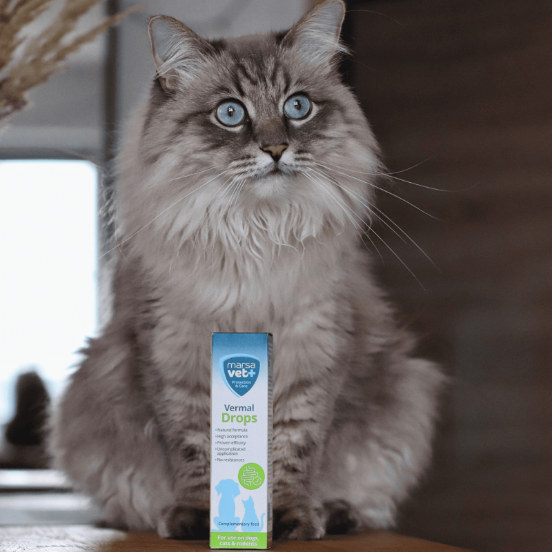 Marsavet Vermal Drops – After Worm Infestation 50 ml – with cat