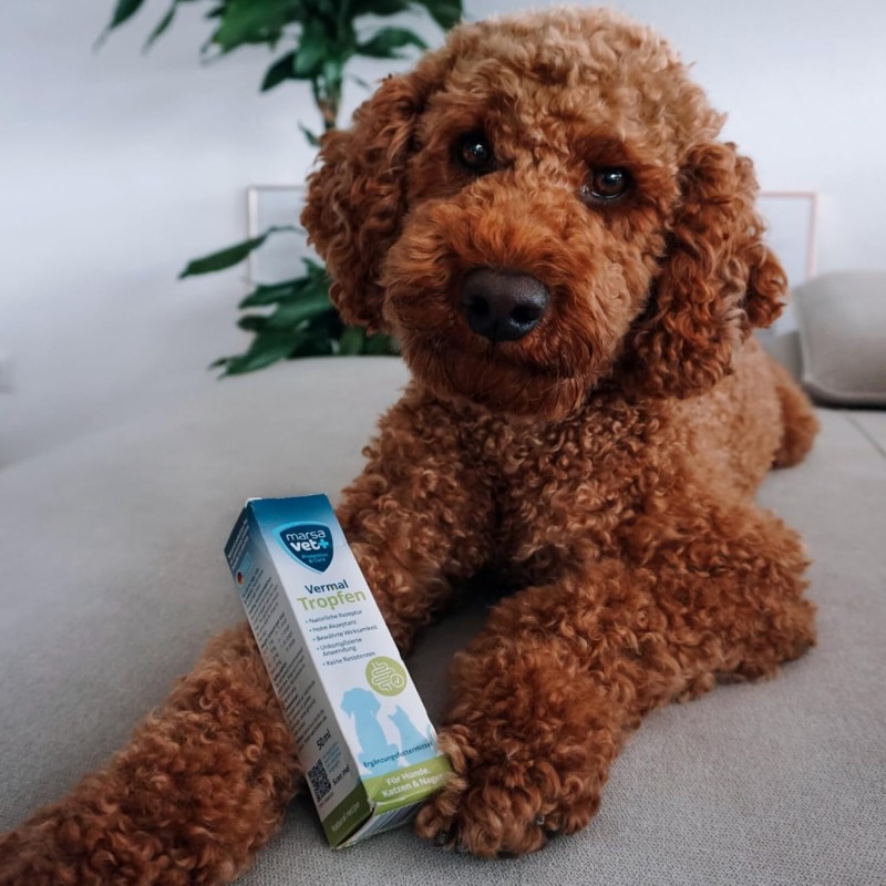 Marsavet Vermal Drops – After Worm Infestation 50 ml – with dog